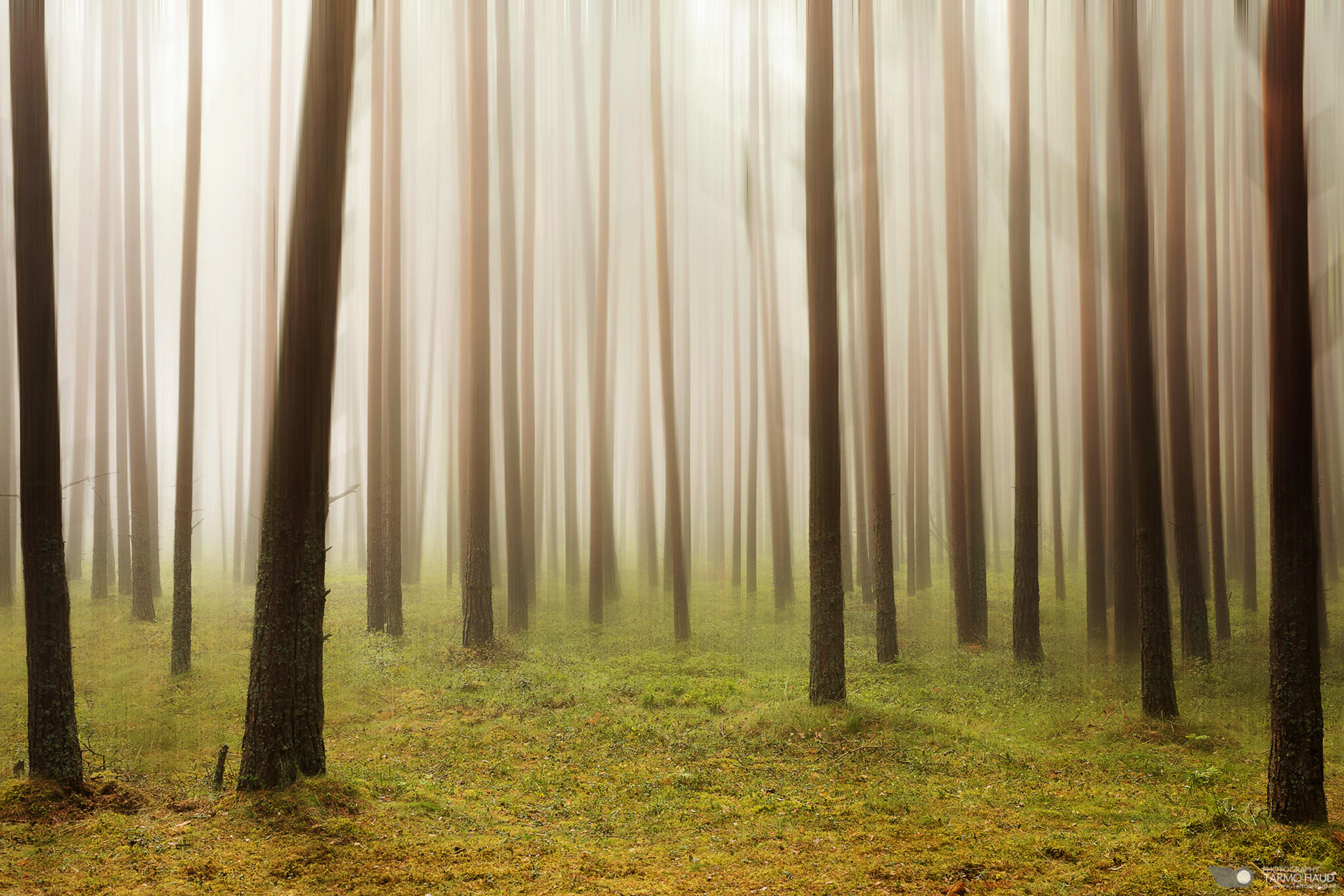 Dreamy forest